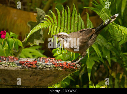 Australian grigio-incoronato babbler, Pomatostomus temporalis, sul bordo di ornati in bagno uccelli sullo sfondo di felci e altre lussureggiante vegetazione Foto Stock