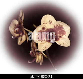 Spettacolare fiore di Phalaenopsis / Moth orchid in seppia toni di marrone e bianco contro il marrone scuro dello sfondo Foto Stock