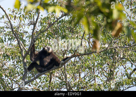 Hylobates lar, Lar gibbone, bianco-consegnato Gibbone. L'unità PHU Khieo Wildlife Sanctuary, Thailandia. Foto Stock