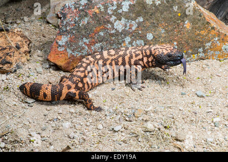 Gila Monster Heloderma suspectum Tucson, Arizona, Stati Uniti 10 gennaio Adulti Helodermatidae Foto Stock