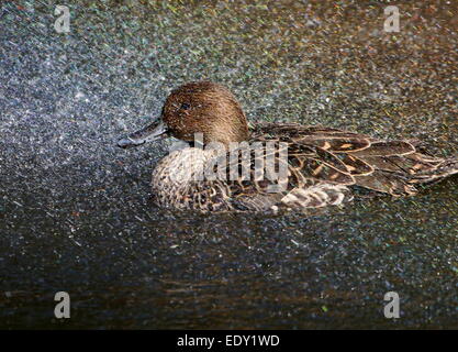 Femmina Pintail Northeren (Anas acuta) nuotare in una caleidoscopica spray di sole le goccioline di acqua Foto Stock