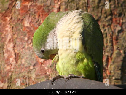 Sud Americana Monaco parrocchetto o Quaker Parrot (Myiopsitta monachus) preening le sue piume Foto Stock