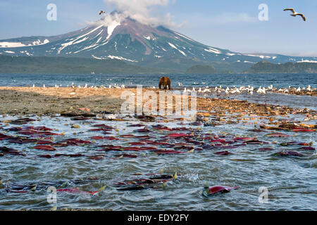 Il Salmone Sockeye la deposizione delle uova, fiume severnaya, curili lago, ilinsky vulcano sullo sfondo. Foto Stock
