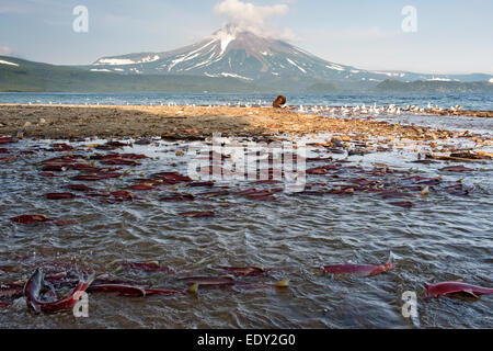 Il Salmone Sockeye la deposizione delle uova, fiume severnaya, curili lago, ilinsky vulcano sullo sfondo Foto Stock