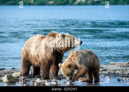 Femmina di orso bruno con un cub, per la pesca del salmone Foto Stock