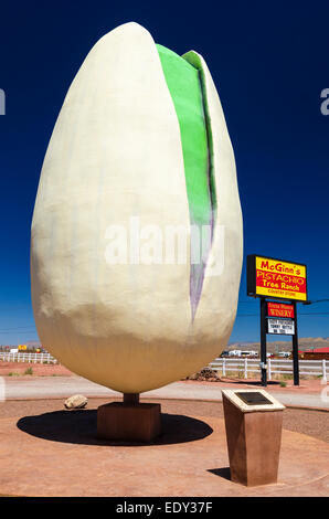 Mondi più grande pistacchio a McGinn nel suo ranch, Alamogordo, Nuovo Messico USA Foto Stock