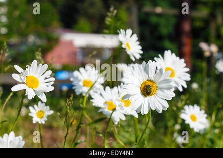 Crisantemo (Dendranthemum grandifflora) e bug nella mattina in Giappone Foto Stock