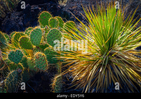 Cactus sulla Malpais Sentiero Natura, la valle di incendi Naturale Area ricreativa, Carrizozo, Nuovo Messico USA Foto Stock