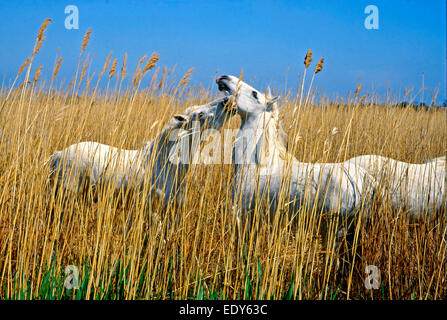 Stalloni bianco razza Camargue (Equus caballus ferus) stato selvaggio combattendo in un letto di reed Foto Stock