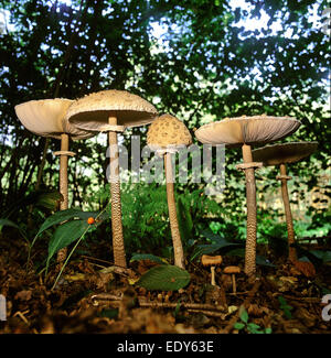 Parasol (fungo Macrolepiota procera) Famiglia Foto Stock