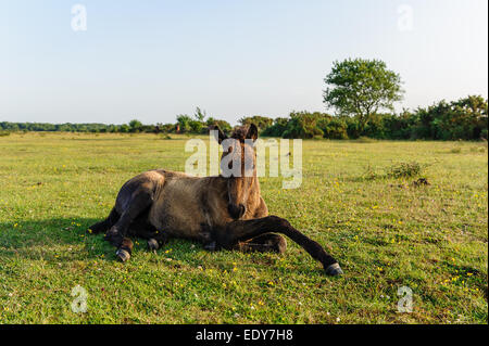 Puledro pony della nuova foresta Foto Stock