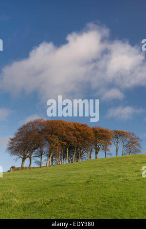 Luminoso verde erba, profondo cielo blu e marrone colorata Foglie sugli alberi (copse) crescente in alto sulla collina nel sole autunnale - Guiseley, nello Yorkshire, Inghilterra, Regno Unito. Foto Stock