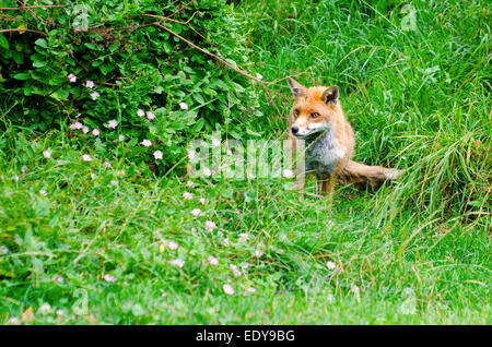 Red Fox presso il British Centro faunistico, Surrey Foto Stock