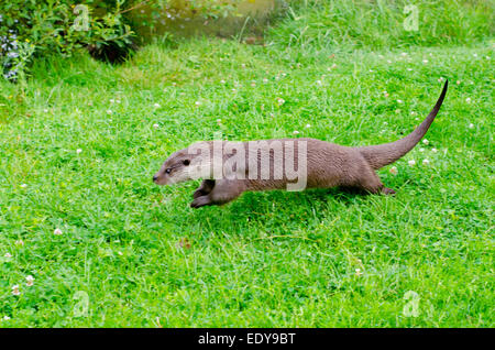 Lontra presso il British Centro faunistico, Surrey Foto Stock