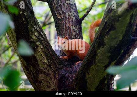 Scoiattolo rosso presso il British Centro faunistico, Surrey Foto Stock