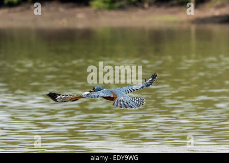 Di inanellare kingfisher battenti con un pesce nel suo bill, Rio Pixaim, Pantanal Brasile Foto Stock