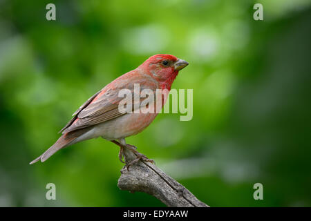 Rosefinch comune sul vecchio ramo Foto Stock