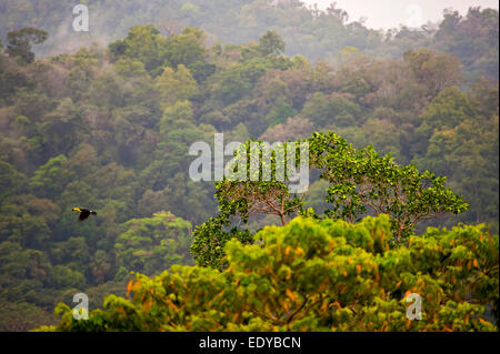 Copale Tree Lodge, il Belize Foto Stock