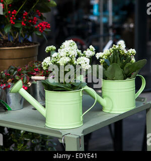 Pot witn kalanchoe sulla sedia bianca come una decorazione del giardino Foto Stock