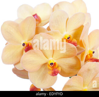 Di colore giallo brillante fiori di orchidea vanda close up Foto Stock