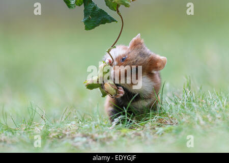 Criceto europeo, anche Eurasian hamster (Cricetus cricetus), prendendo una nocciola, invernali stock, Austria Foto Stock