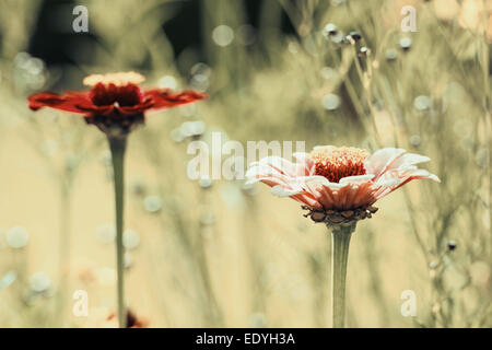 Foto retrò di Zinnia o Youth-And-vecchiaia fiori nel giardino Foto Stock