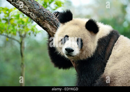 Panda gigante (Ailuropoda melanoleuca) appollaiato su un albero, captive, Chengdu Research Base del Panda Gigante di allevamento o di Chengdu Panda Foto Stock