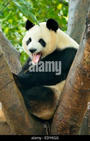 Panda gigante (Ailuropoda melanoleuca) appollaiato su un albero, captive, Chengdu Research Base del Panda Gigante di allevamento o di Chengdu Panda Foto Stock