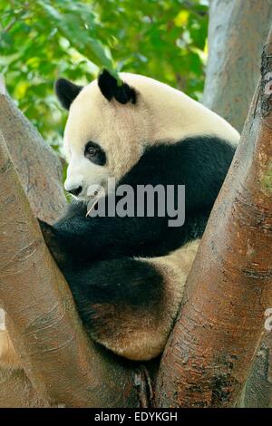 Panda gigante (Ailuropoda melanoleuca) appollaiato su un albero, captive, Chengdu Research Base del Panda Gigante di allevamento o di Chengdu Panda Foto Stock