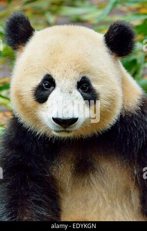 Panda gigante (Ailuropoda melanoleuca), captive, Chengdu Research Base del Panda Gigante di allevamento o di Chengdu Panda Base, Chengdu Foto Stock