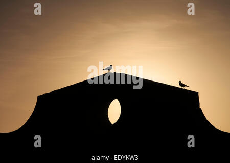 Giallo-gambe gabbiani (Larus michahellis) sulla parete del porto al tramonto, Skala du Port fortezza, Essaouira, Marocco Foto Stock