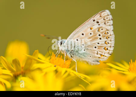 Adonis blu (Polyommatus bellargus syn Lysandra bellargus), si nutrono di nettare, Turingia, Germania Foto Stock