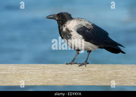 Cornacchia Mantellata (Corvus corone cornix) sorge la ringhiera, Meclemburgo-Pomerania, Germania Foto Stock