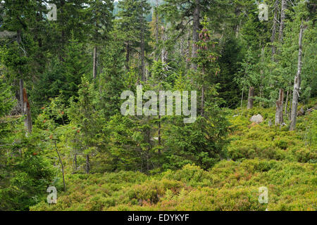 Giungla di abete, Norvegia abete rosso (Picea abies), sul monte Brocken, Parco Nazionale di Harz, Sassonia-Anhalt, Germania Foto Stock