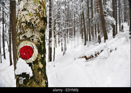 Red dot segnando un sentiero escursionistico su un albero in inverno Foto Stock