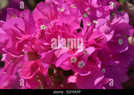Si tratta di un rosa luminoso fiori di bouganville. Foto Stock
