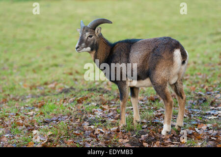 Muflone (Ovis ammon musimon), giovani ram, captive, Bassa Sassonia, Germania Foto Stock