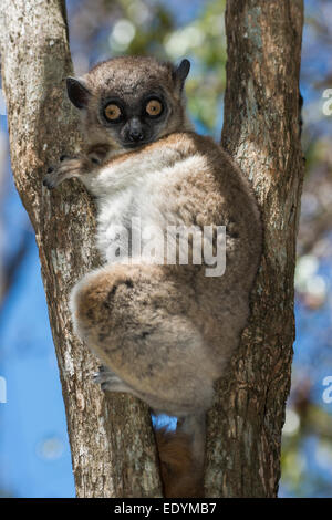 Hubbard il lemure sportive (Lepilemur hubbardorum), Tsombitse Parco nazionale del Madagascar Foto Stock