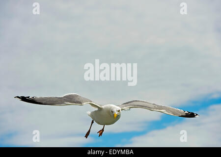 Aringa Gabbiano (Larus argentatus), in volo Foto Stock