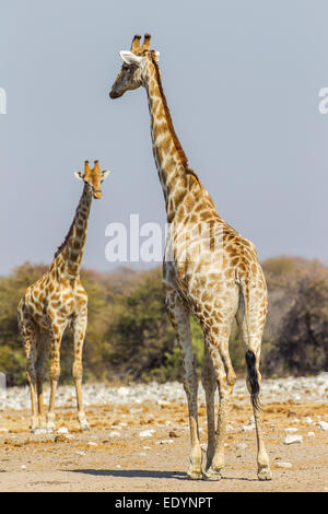 Giraffe (Giraffa camelopardalis), il Parco Nazionale di Etosha, Namibia Foto Stock