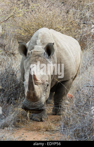 Rinoceronte bianco (Ceratotherium simum), Namibia, Africa Foto Stock