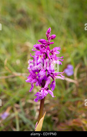 Regno Unito Galles, Swansea, Gower, Southgate, Southern Marsh Orchidee Dactylorhiza Praetermissa Foto Stock