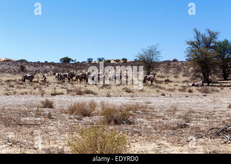 Gemsbok, Oryx gazella, Kgalagadi Parco transfrontaliero, Namibia, vero wildlife Foto Stock