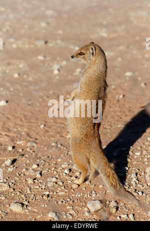 In piedi la mangusta gialla (Cynictus penicillata), Deserto Kalahari, Sud Africa Foto Stock