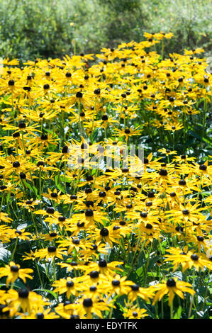 Un grande e luminoso intrico di Rudbeckia Goldsturm in tarda estate fiore confine. Foto Stock