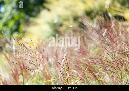 Miscanthus erba capi soffiando dolcemente in una brezza estiva in una giornata di sole. Foto Stock
