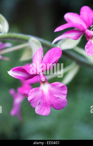 Calanthe Rubens. Pink orchid che cresce in un ambiente protetto. Foto Stock