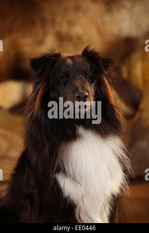 Sheltie, maschio nero-e-bianco, 6 anni|Sheltie, Ruede, schwarz-weiss, 6 Jahre alt Foto Stock