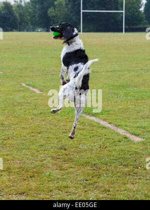 Un adulto in bianco e nero English Springer Spaniel cane il salto in aria per la cattura di una sfera in un parco. Inghilterra, Regno Unito, Gran Bretagna Foto Stock