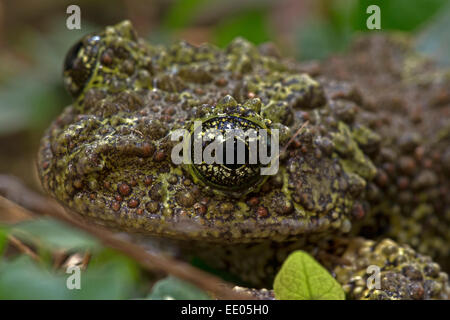 Rana di muschio, Vietnamita Mossy rana o Tonkin bug-eyed Frog (Theloderma corticale), captive Foto Stock
